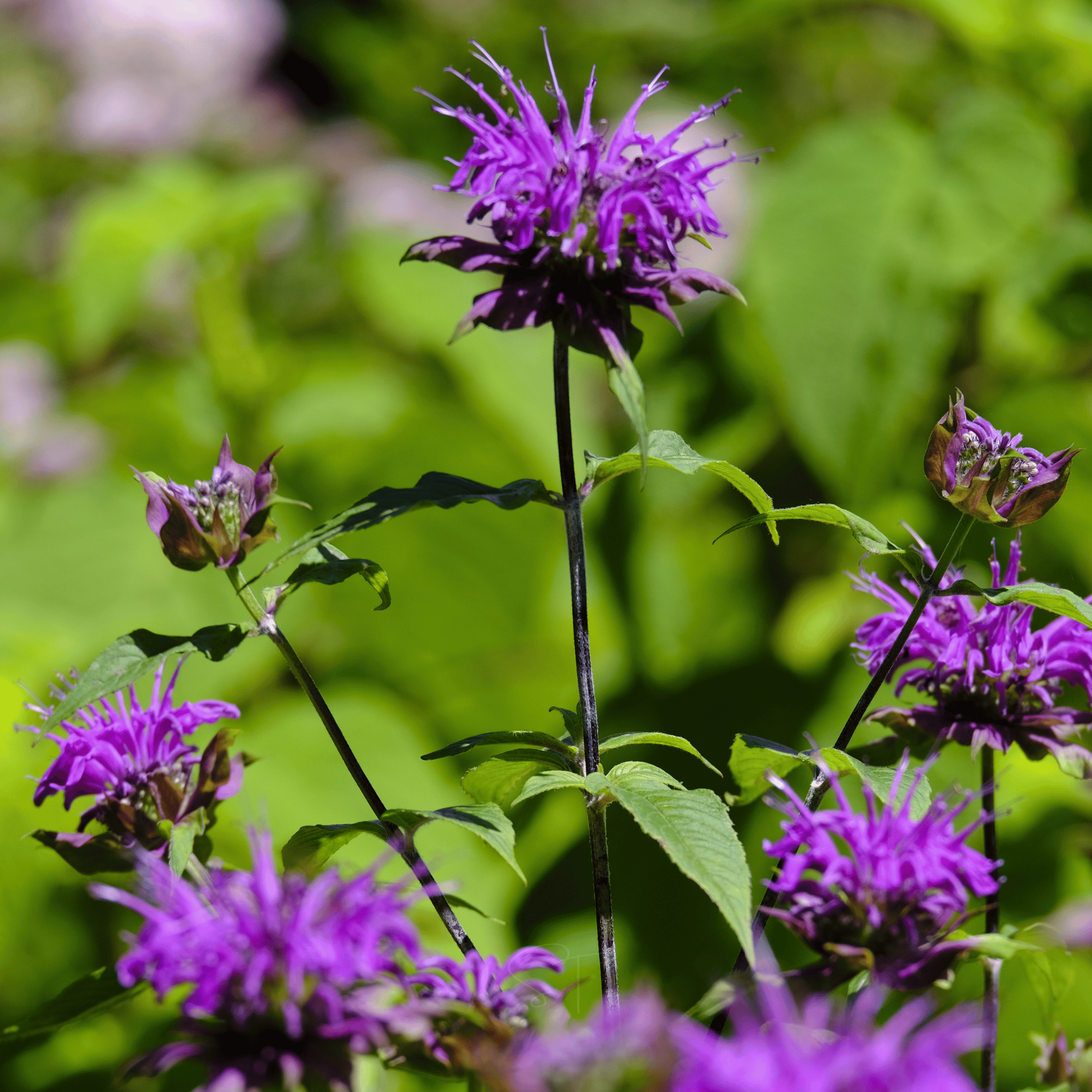 Purple Bee Balm – 50 Seeds