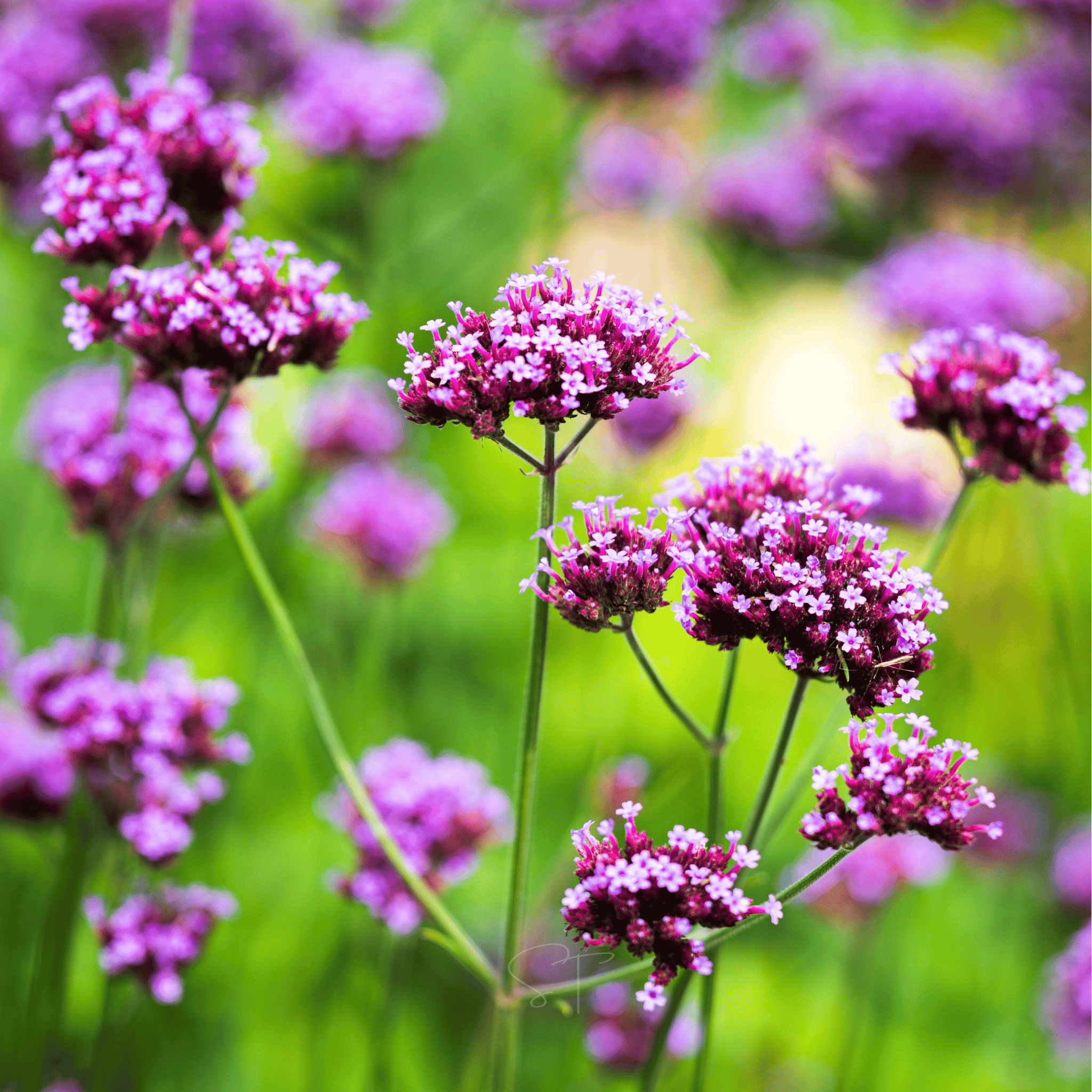 Purple Top Vervain – 100 Seeds