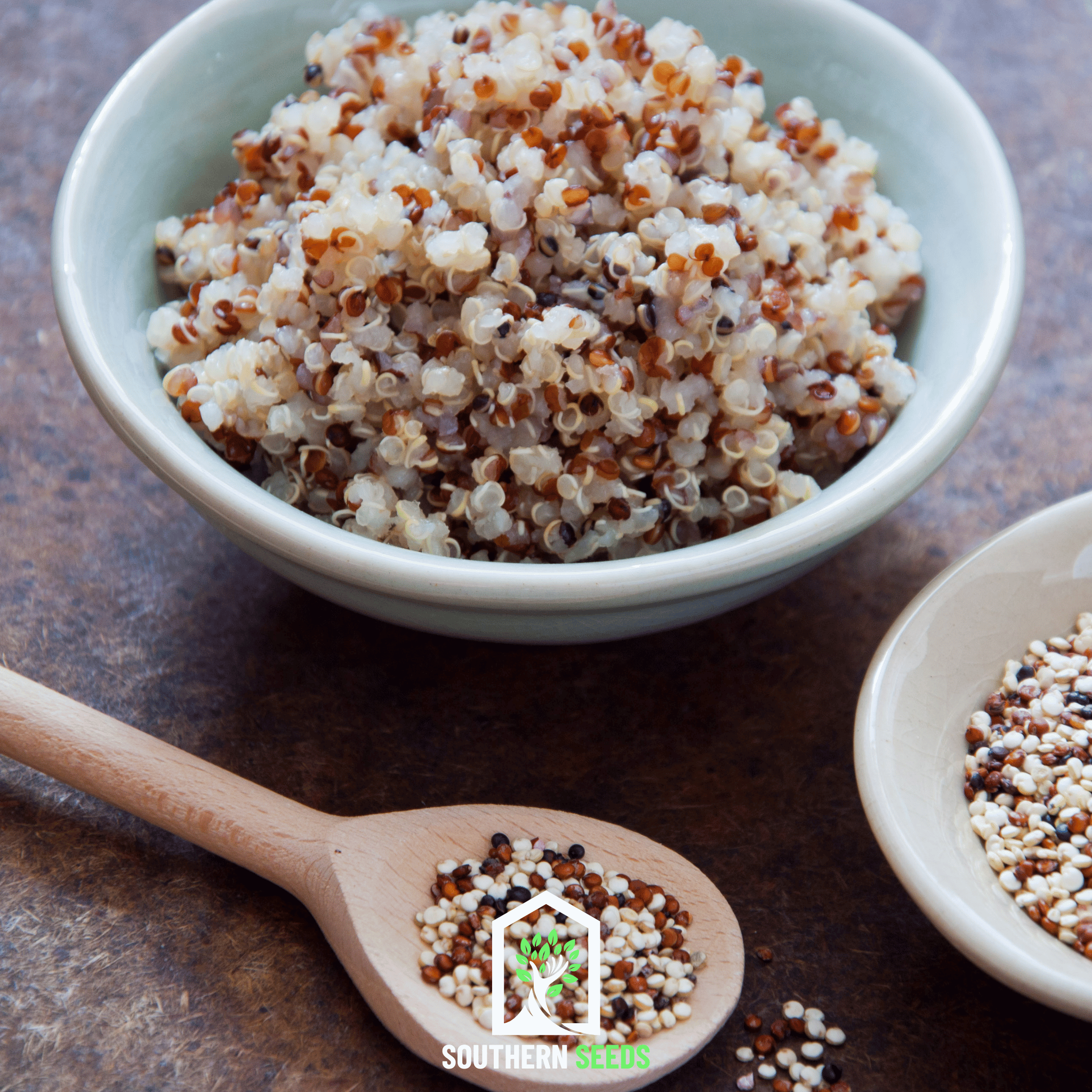 Brightest Brilliant Rainbow Quinoa – 250 Seeds