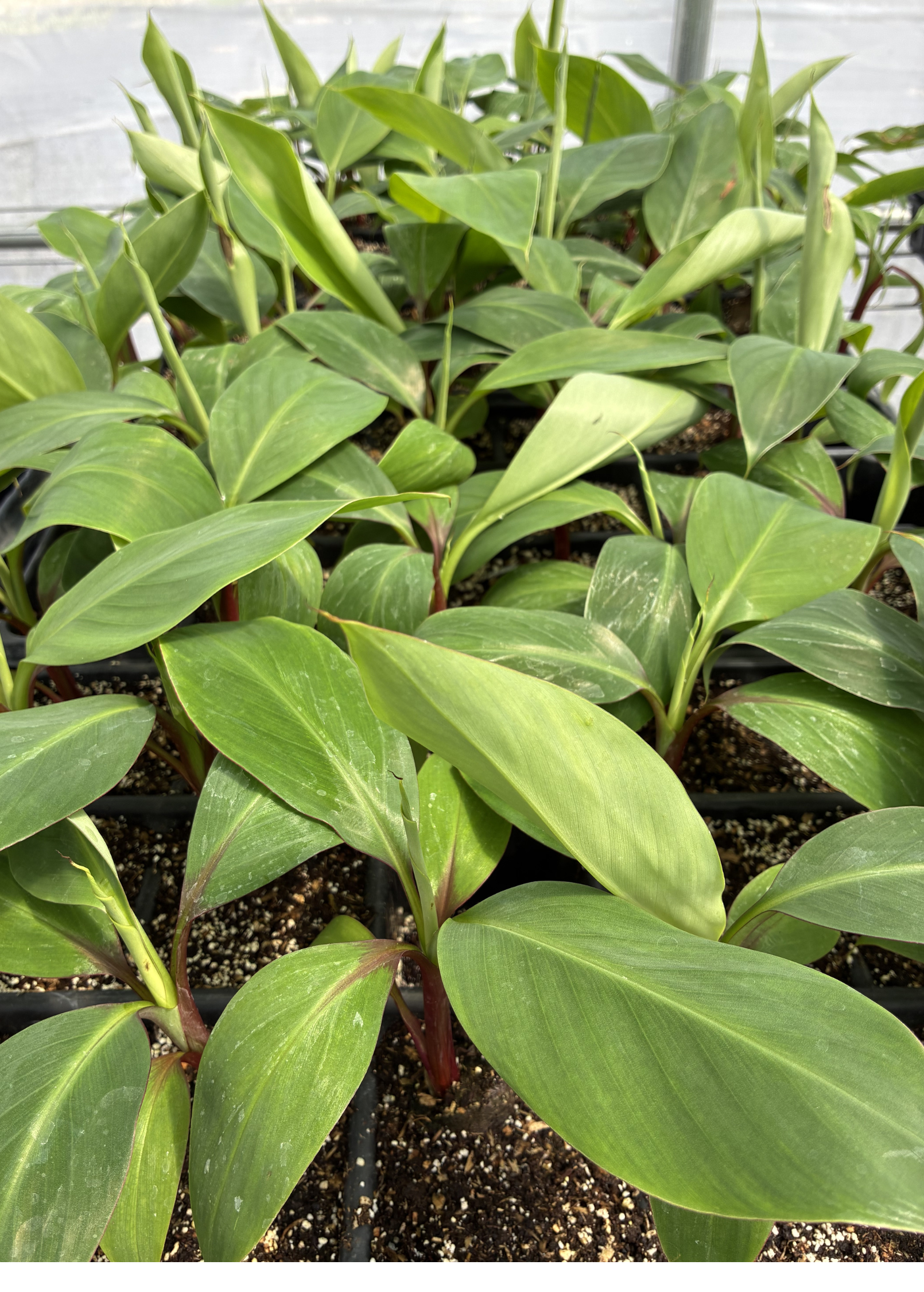 Banana 'Red Cuban' (Musa acuminata)