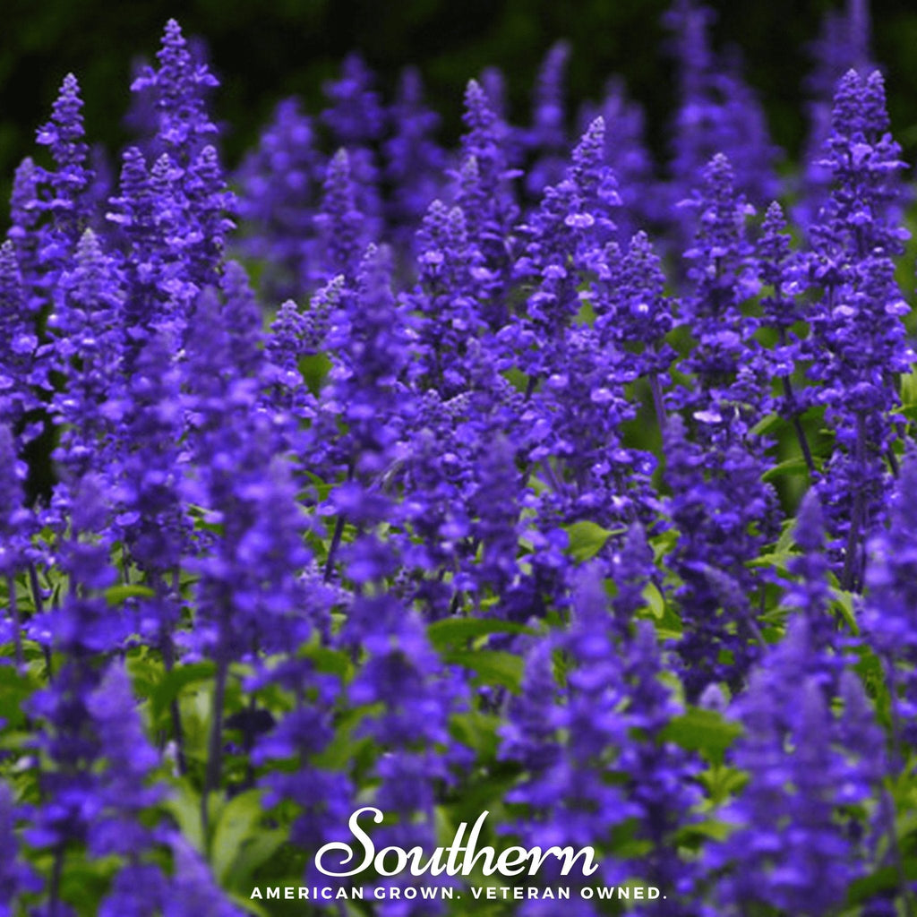 Blue Sage – 100 Seeds