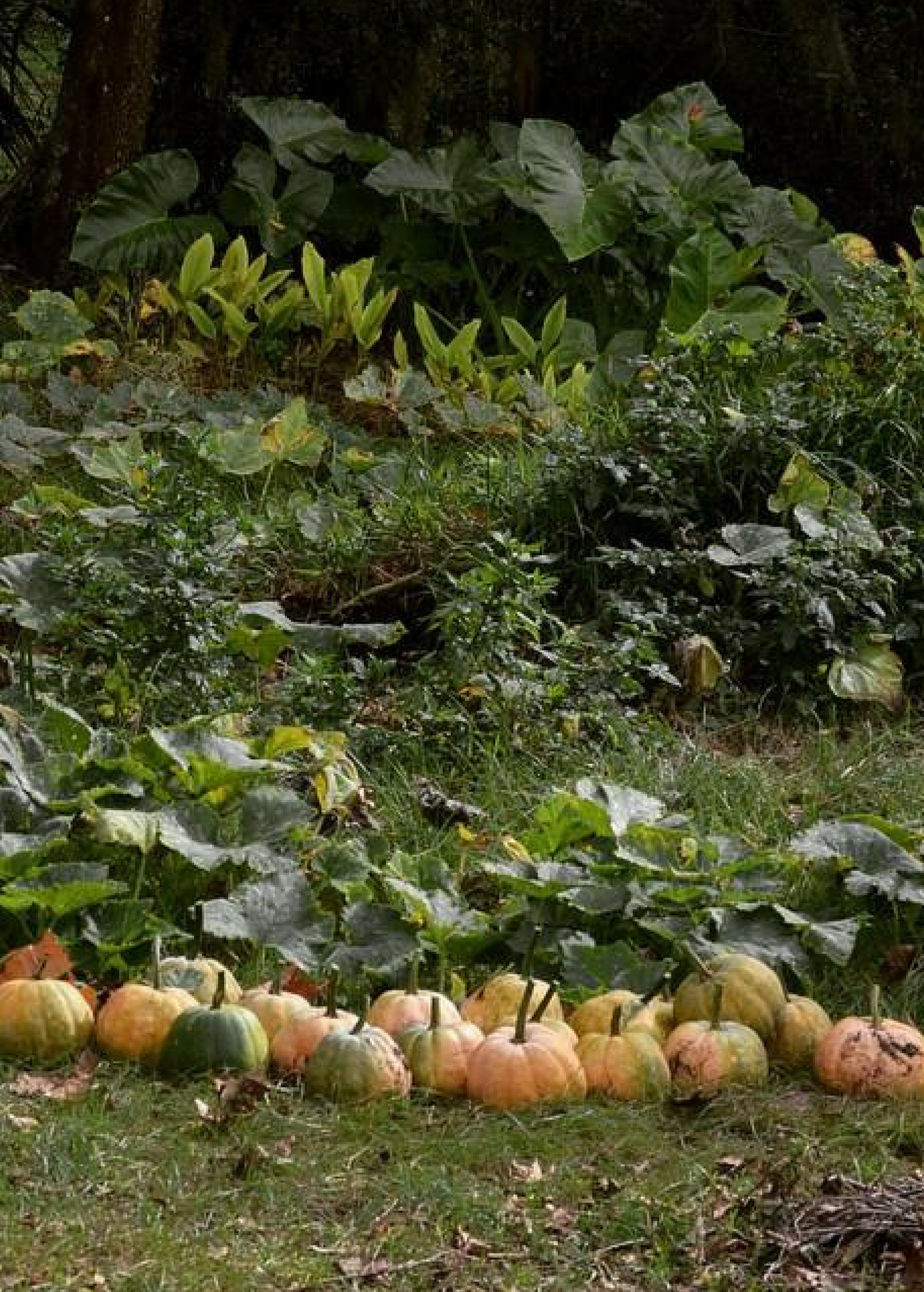 Seminole Pumpkin (Cucurbita moschata)
