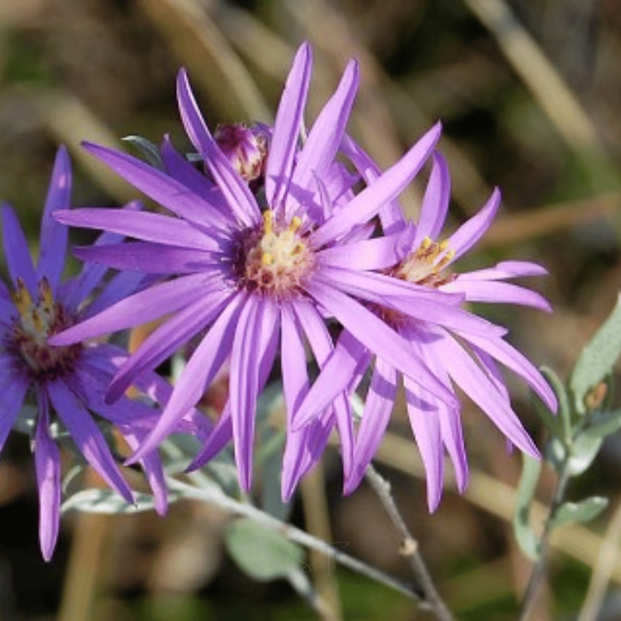 Silky Aster – 25 Seeds
