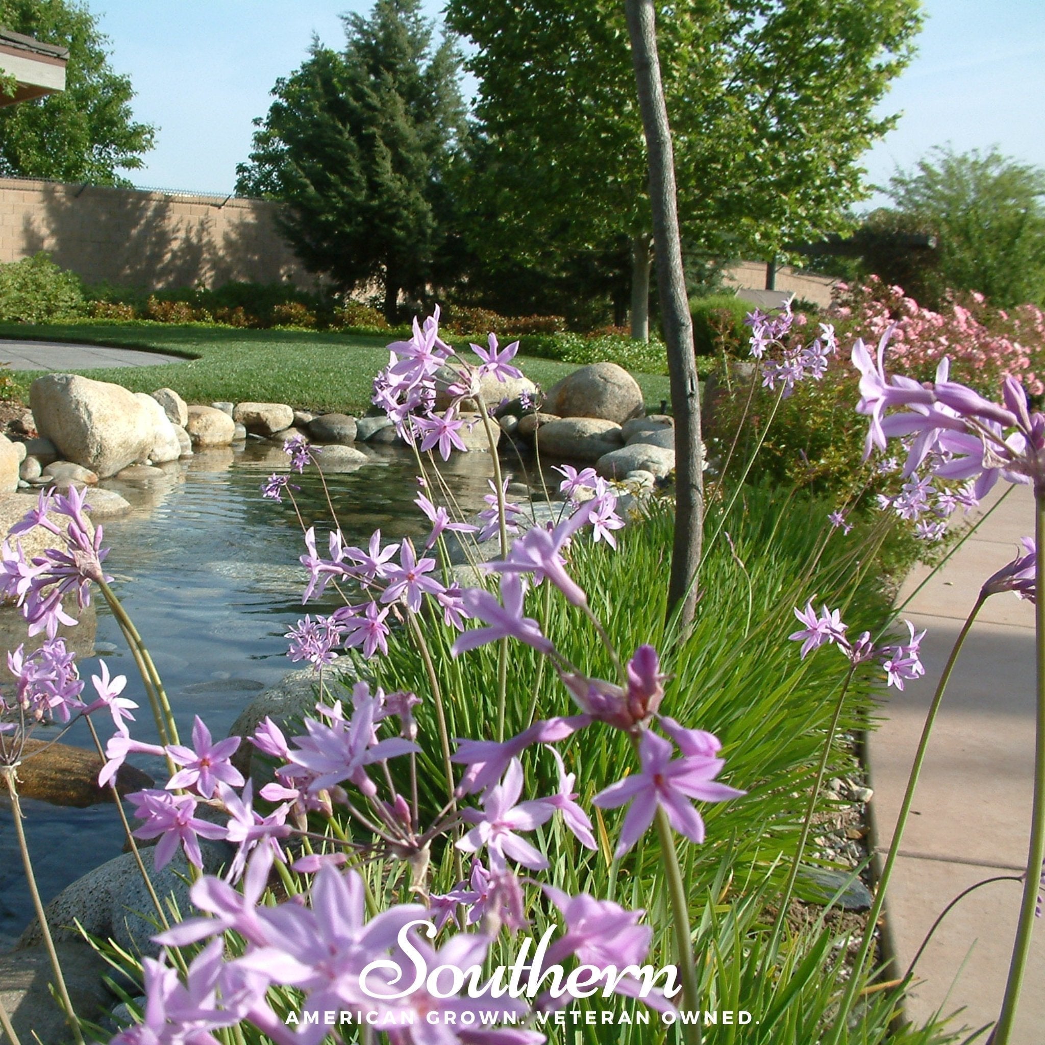 Society Garlic – 20 Seeds