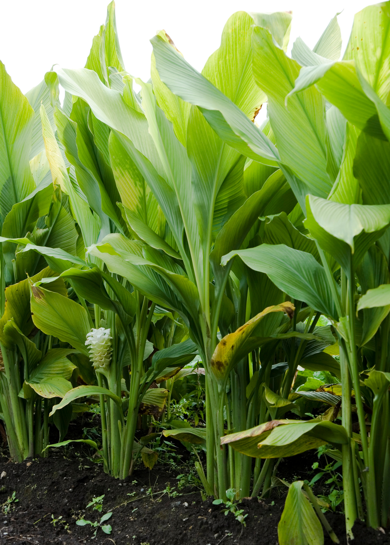 Turmeric, Orange (Curcuma longa)