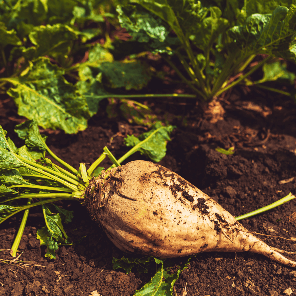 Sugar Beet – 50 Seeds