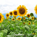 Mammoth Grey Stripe Sunflower – 25 Seeds