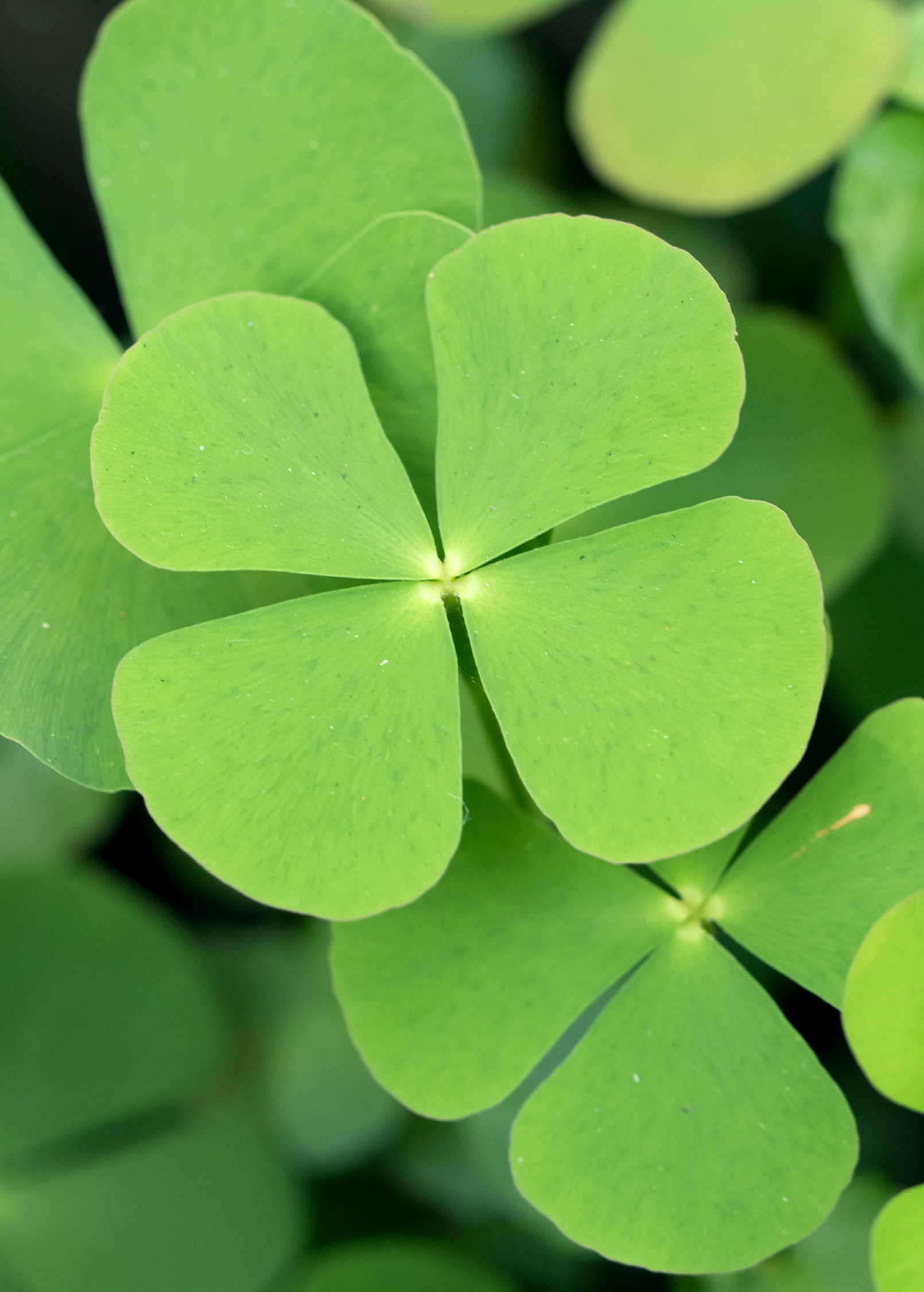 Sushni (Marsilea minuta)