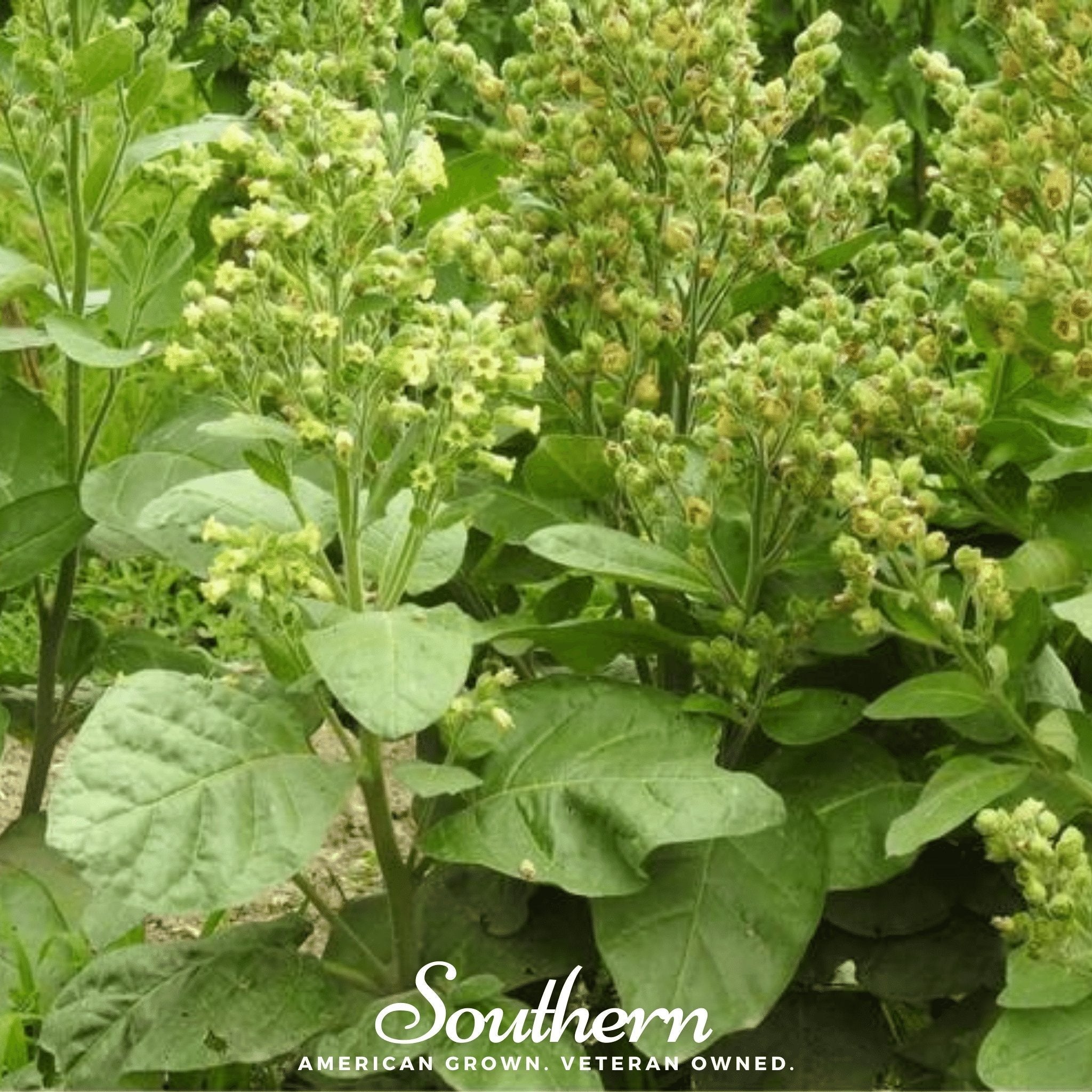 Hopi Tobacco – 100 Seeds