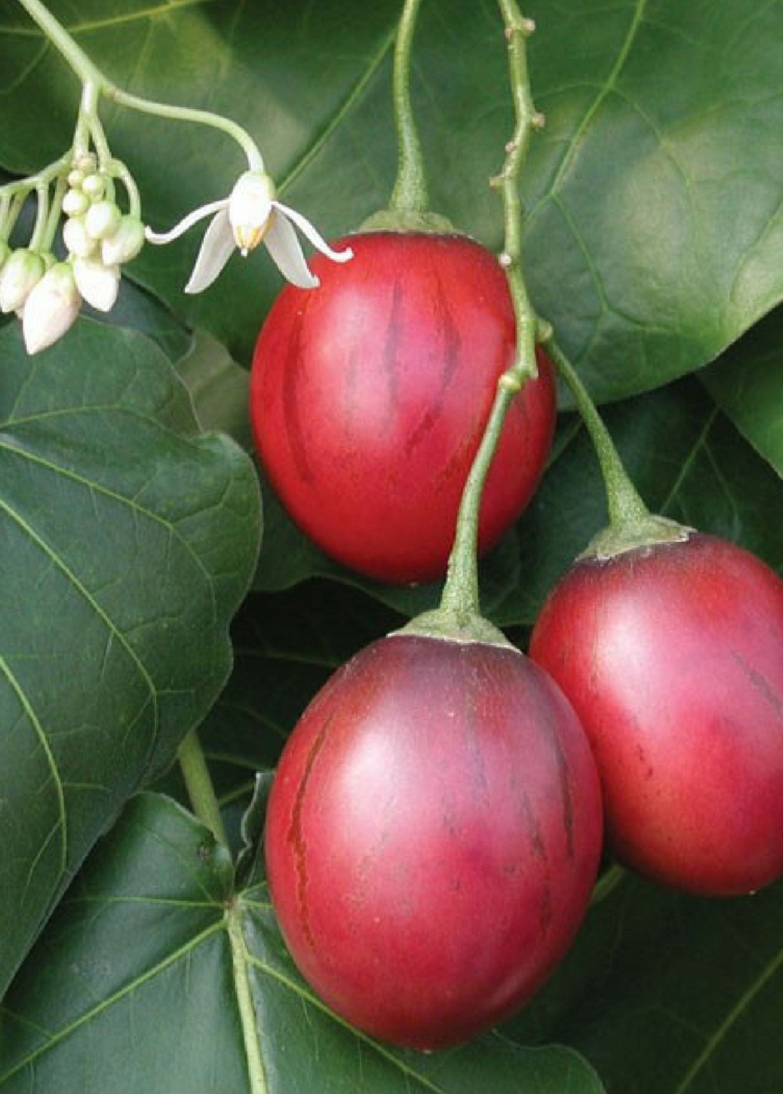 Tree Tomato, Red (Cyphomandra betaceae)