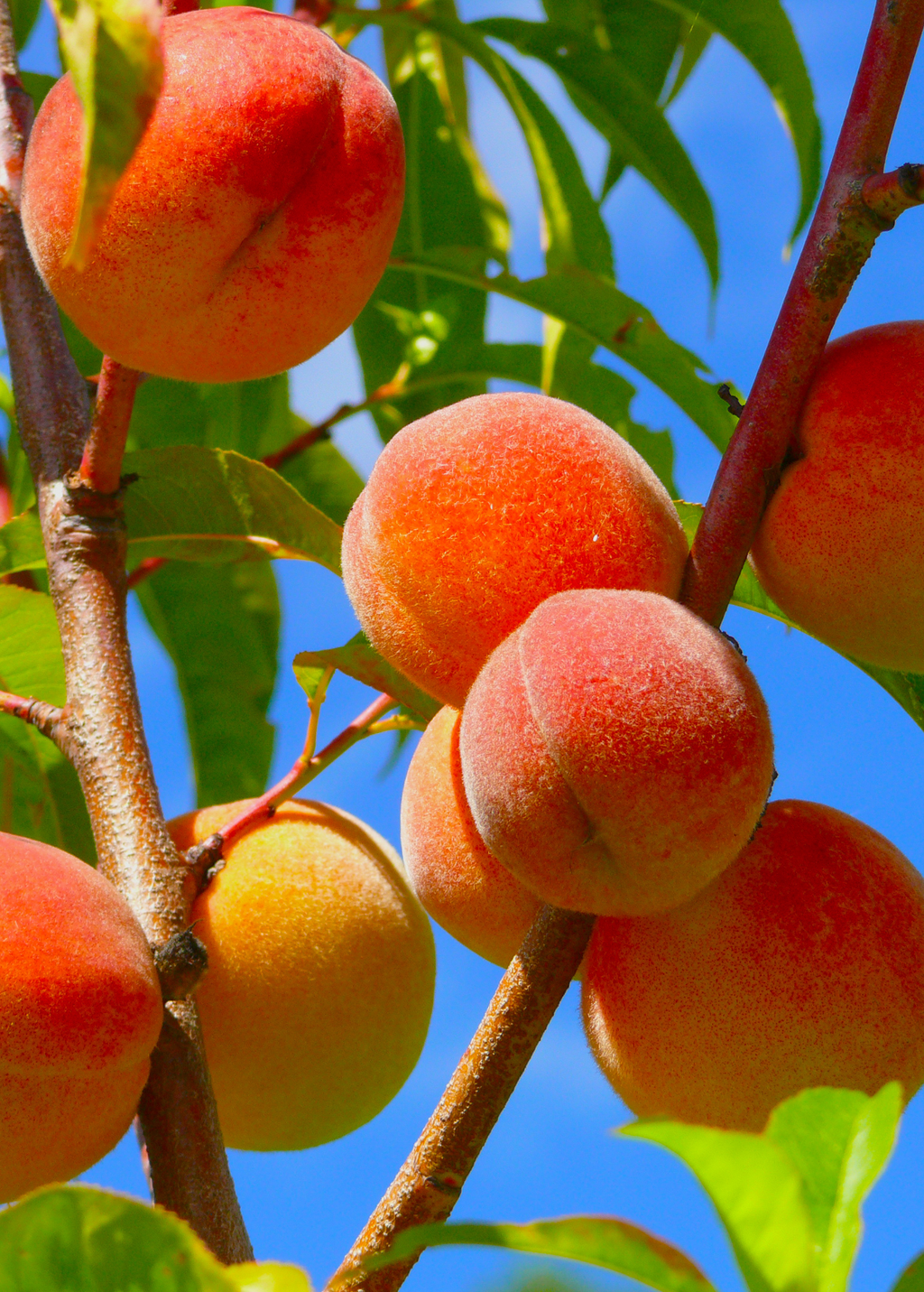 Peach 'Tropic Prince' (Prunus persica)