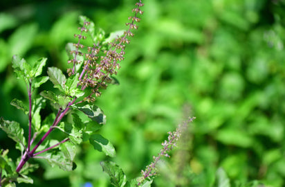 Holy Basil Extract, 30ml