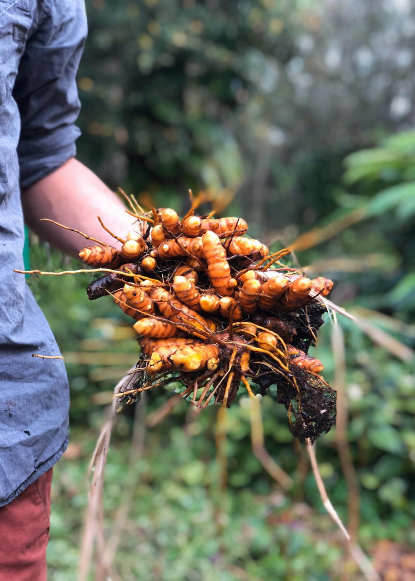 Turmeric, Orange (Curcuma longa)