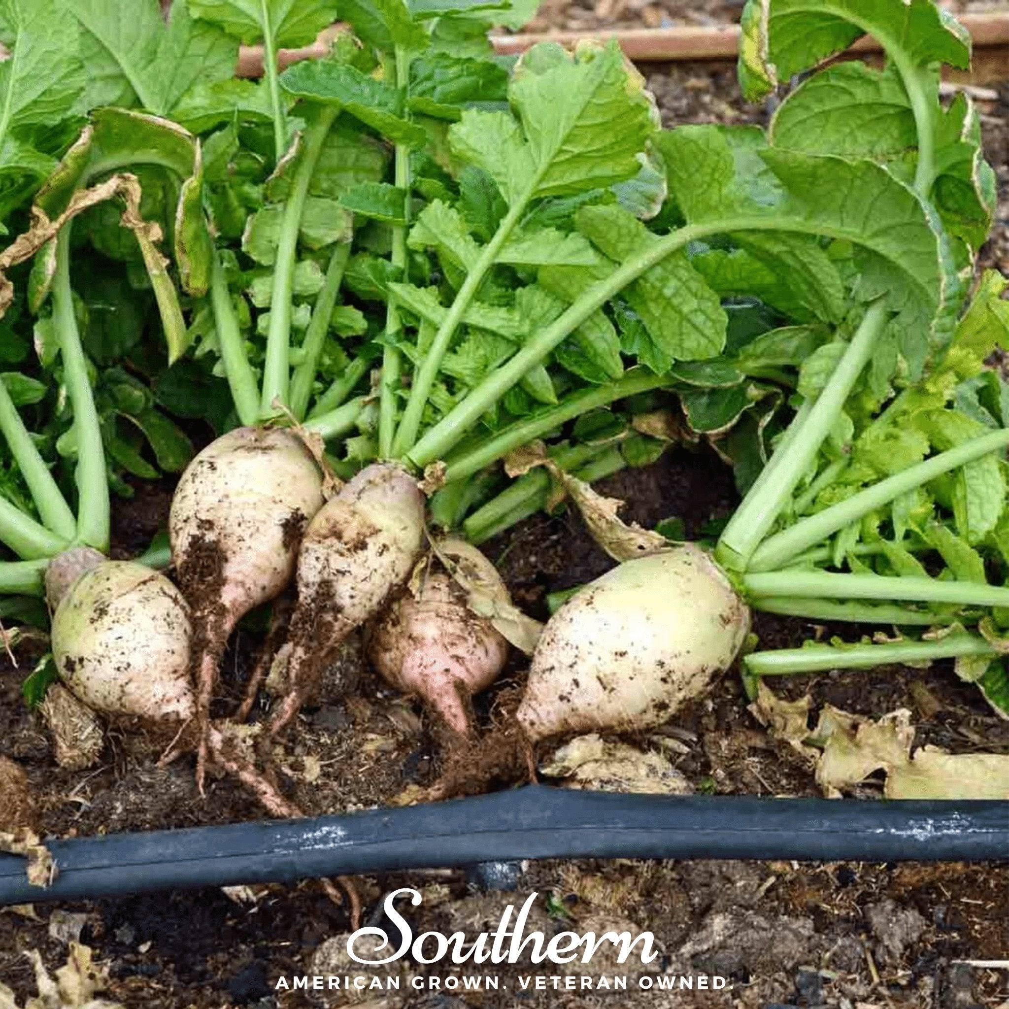 Seven Top Turnip – 100 Seeds