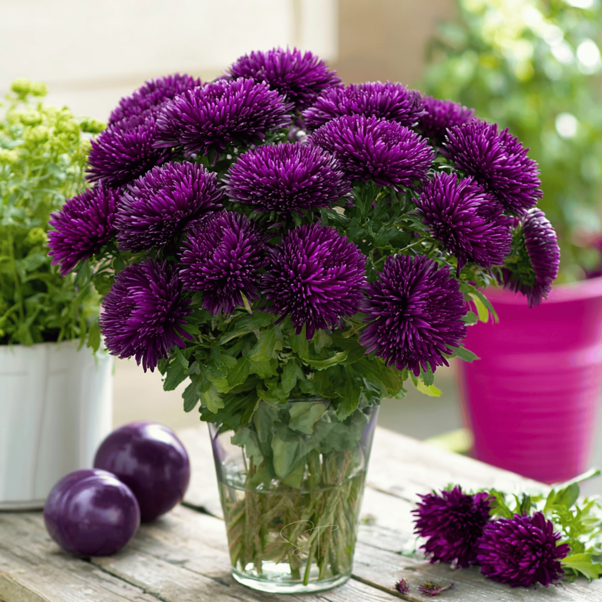 Violet Gremlin Aster – 50 Seeds