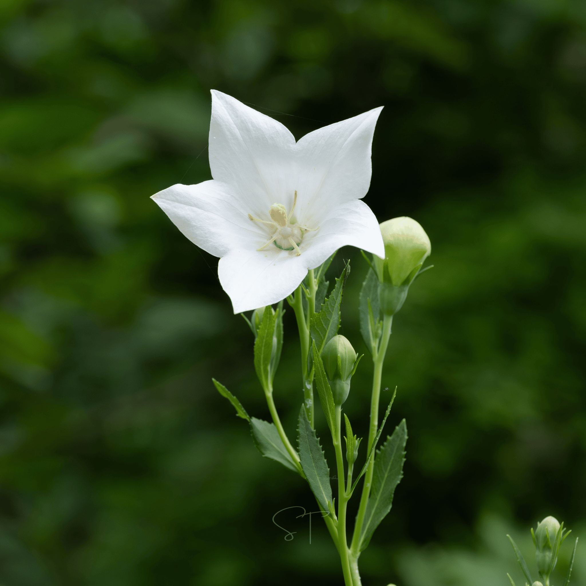 White Balloon Flower – 50 Seeds