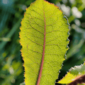 Wild Lettuce – 20 Seeds