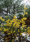Witch-hazel (Hamamelis virginiana)